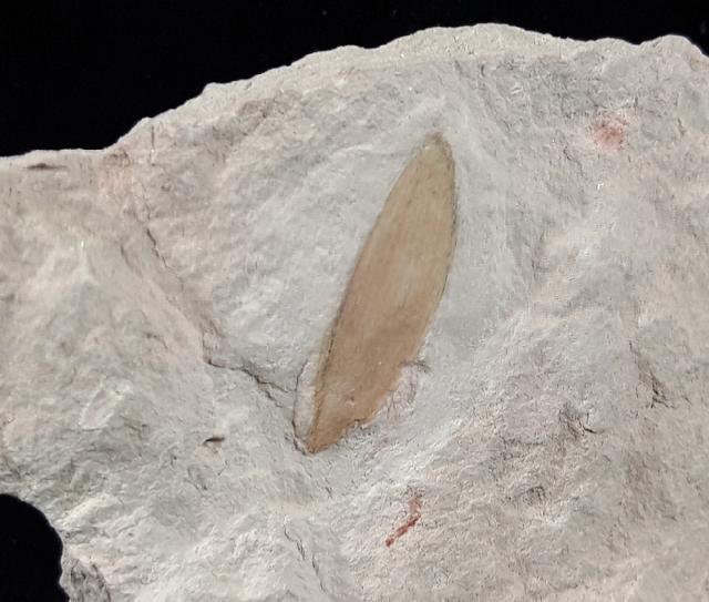 Podozamites distans (PRESL in STERNBERG 1838) - Bild © FossNet FossilienStore